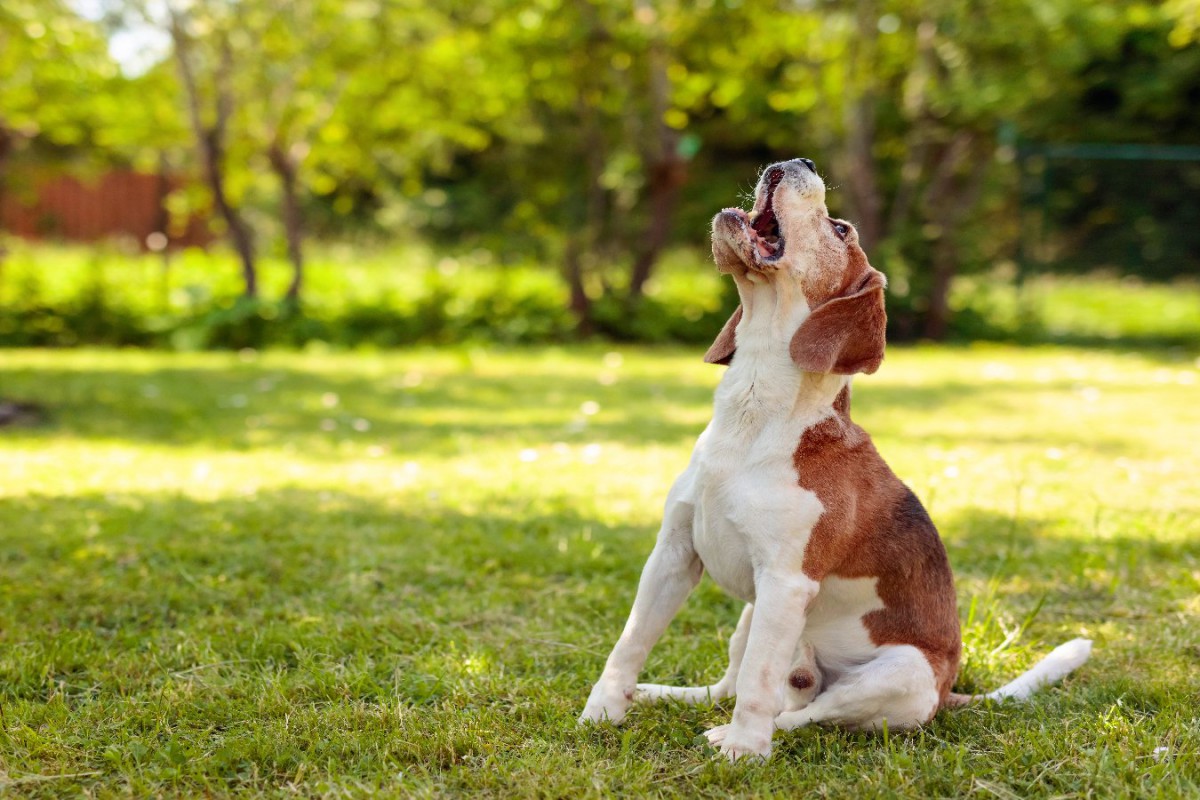 カナダの動物保護団体が犬の声帯切除手術の禁止を呼びかけ