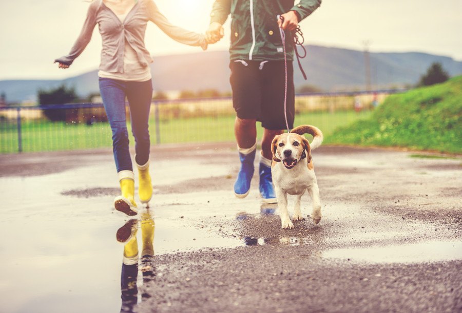 犬の散歩を『雨の日』に行くときに必ず意識すべき２つのこと