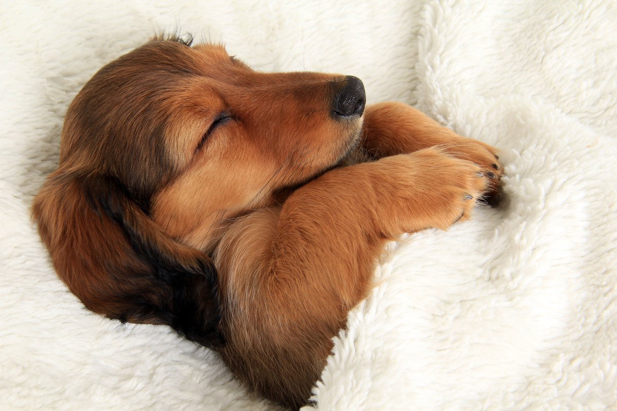 犬は『寝床』で睡眠の質が変わる！快適に寝てもらうための工夫3選
