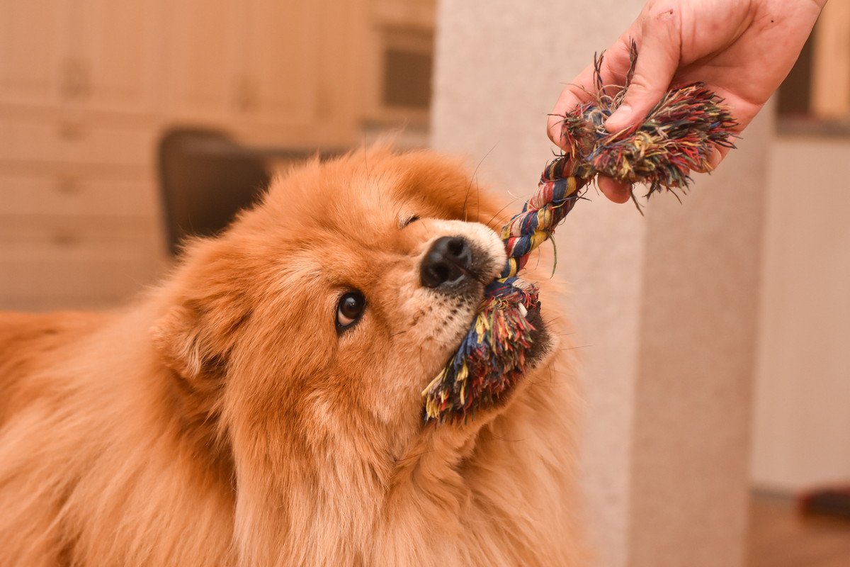 犬に『ロープのおもちゃ』はリスクが高い？4つの危険な理由を解説