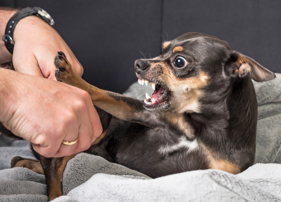 触ると怒る犬への接し方とは？しつけ方や解決方法