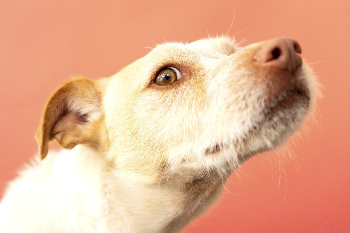 なぜ犬は『人のおしり』を嗅いでくるの？知っておきたい5つの理由や習性とは？