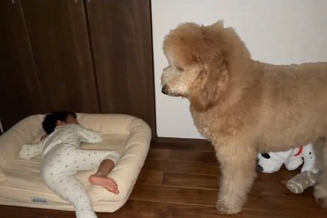大型犬が子供に『寝床を取られた』結果…切なすぎる行動が197万再生を記録　ションボリ姿に「抱きしめたくなる」「優しいね」