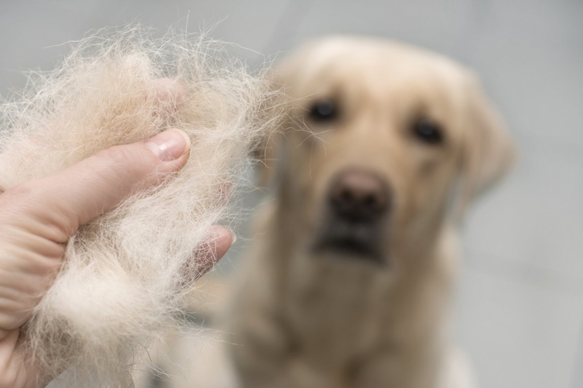 犬の毛が抜ける原因は？注意すべき症状や対策方法