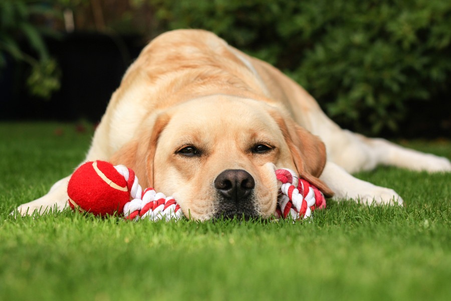 犬がおもちゃにすぐ飽きてしまう原因と対処法