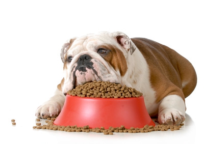 犬は咀嚼しなくても大丈夫？早食いの危険性やデメリット