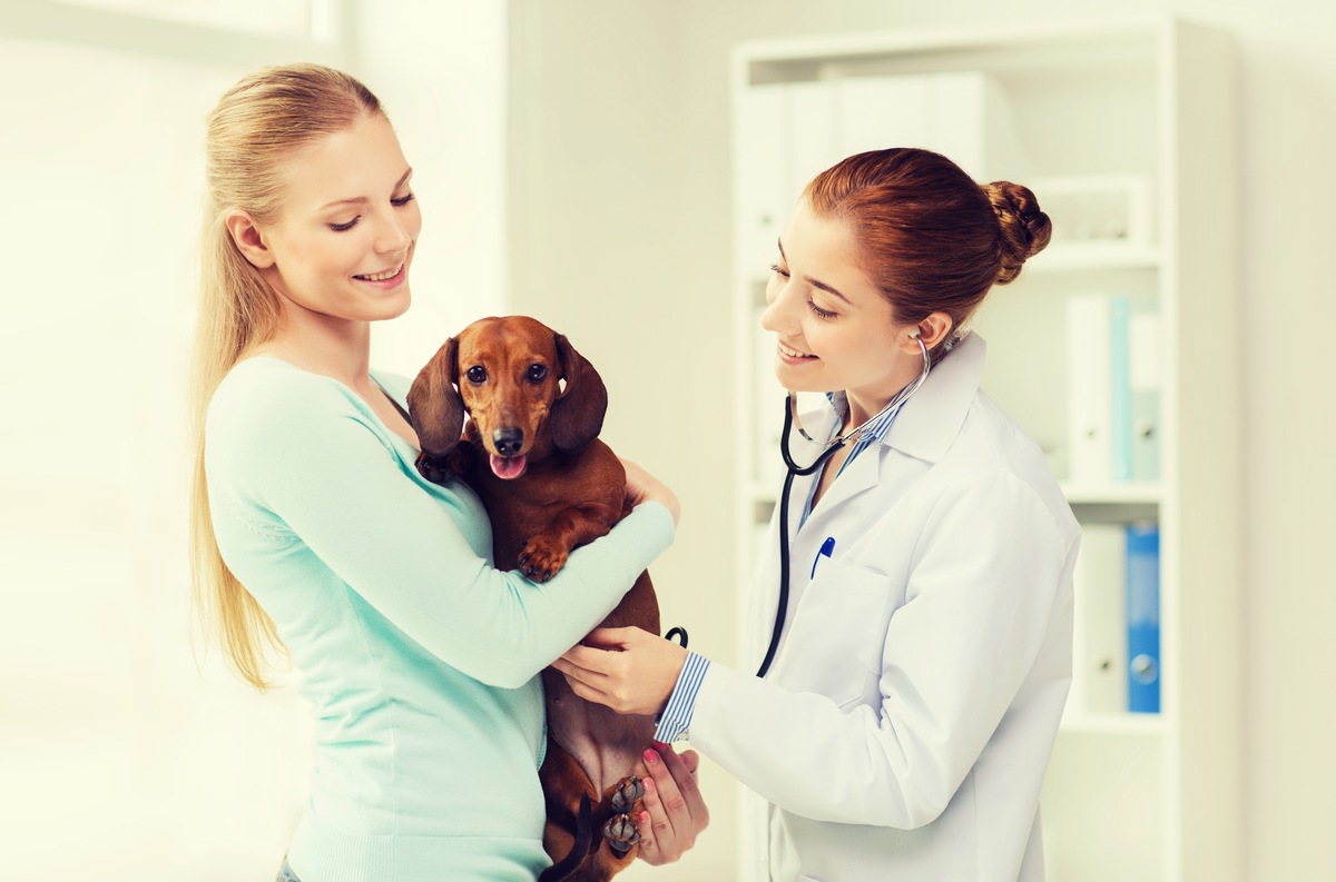 犬がゼーゼーと呼吸する時の症状や原因、対処法や病気の予防について