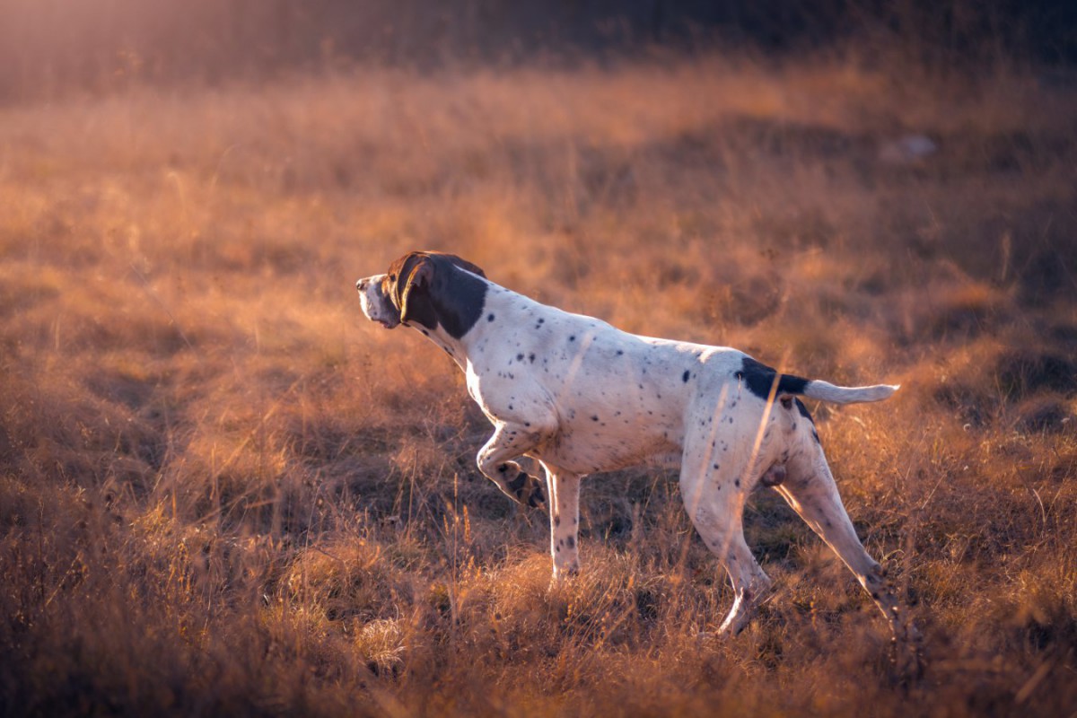 絶滅危惧種守るために働く「保護探知犬」の研究