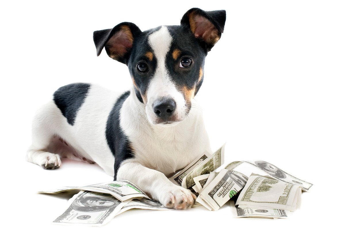 絶対にケチってはいけない『犬にかける費用』４選！寿命にも関わる大事なポイントとは？