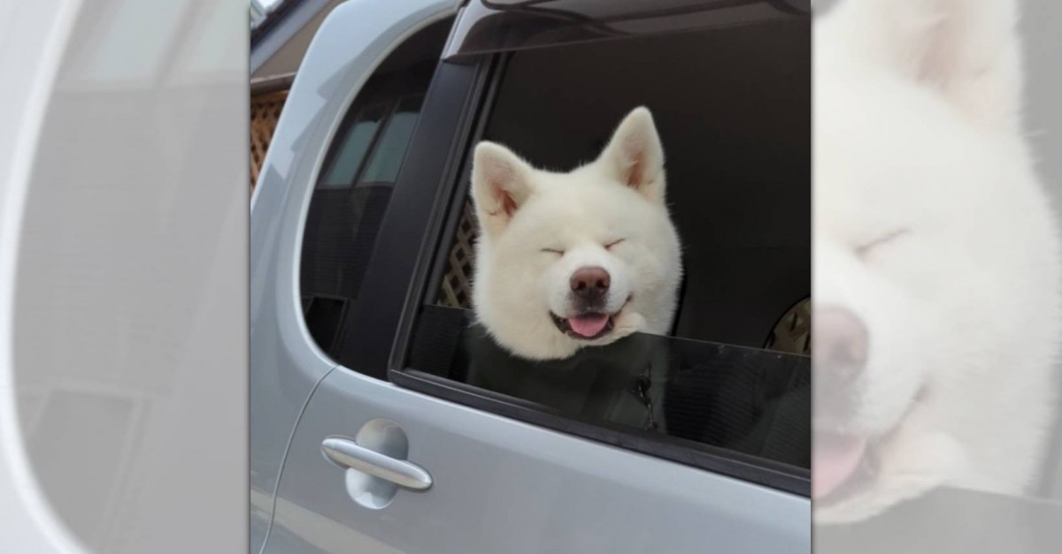 窓から覗くモフモフな笑顔♡ドライブが大好きなワンちゃんが話題♪