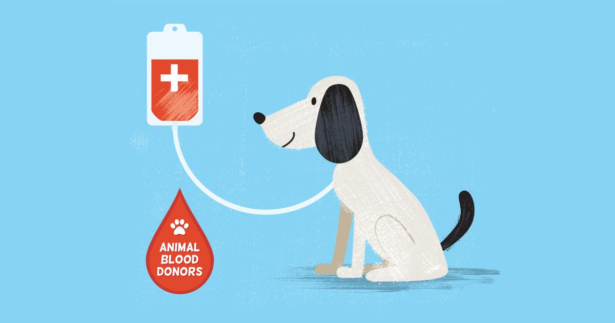 犬の血液型と日本における動物病院の輸血事情