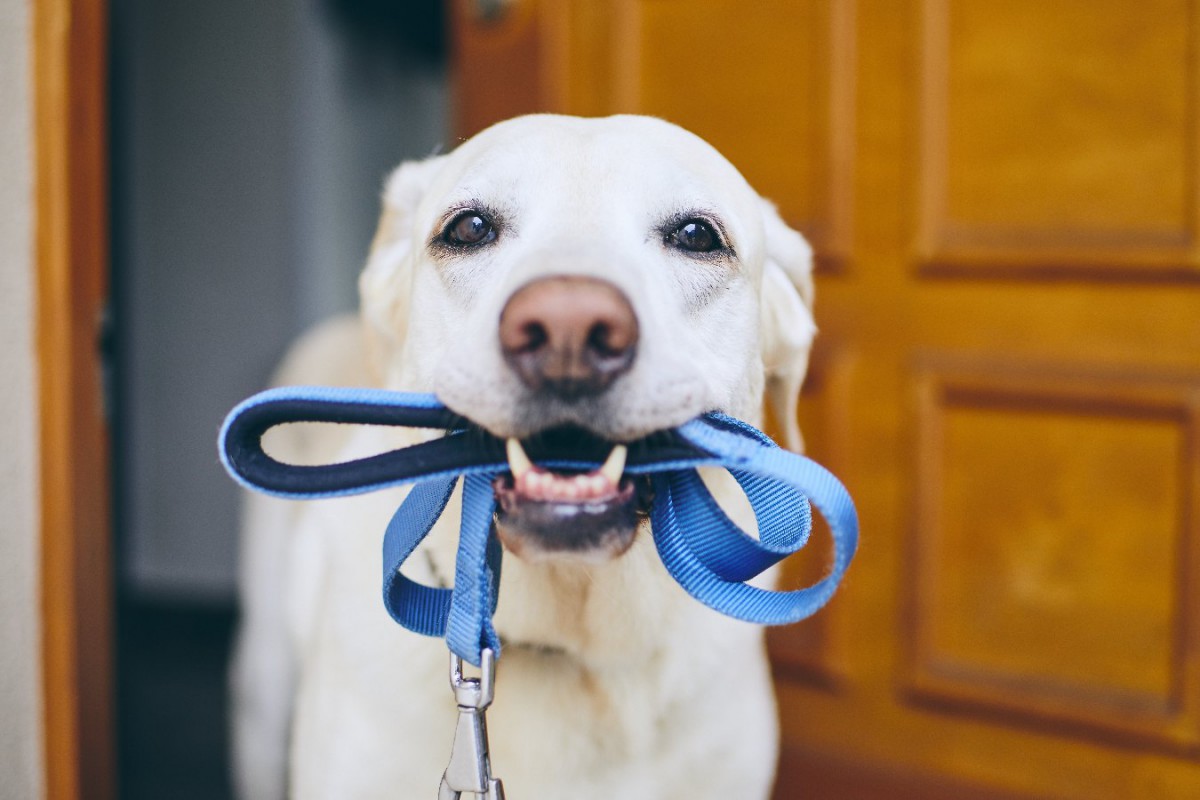 愛犬が散歩中に他の犬に吠えてしまう理由4選！やめさせる方法や対処法を解説