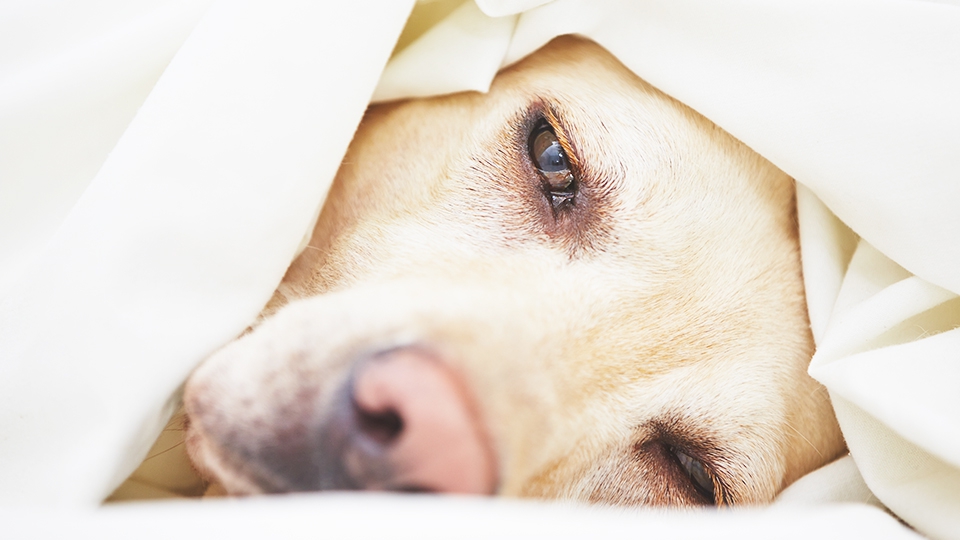 犬の腸内環境改善に朗報！？糞便移植で効果的に下痢を治療できる！