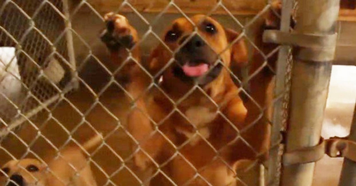 施設のキャパオーバーで大ピンチ！犬たちを救うため国を超えて支援の輪