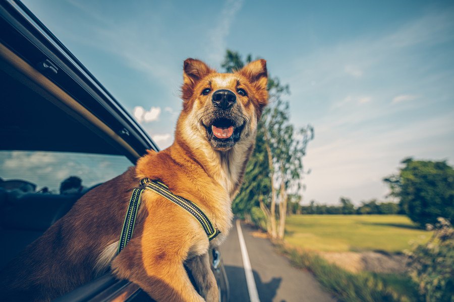 犬とドライブする時に絶対してはいけないNG行為４選