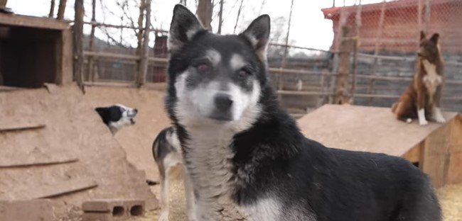 砂漠地帯に犬のオアシスの夢…破れ？崩壊寸前の多頭飼育施設からの救出！
