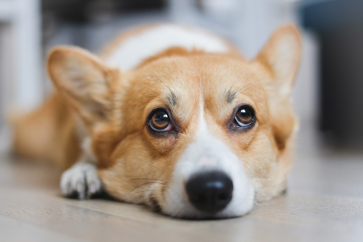 犬の『視力』は犬種によって違う？　その研究結果に「知らなかった」「個体差だけじゃないのか」