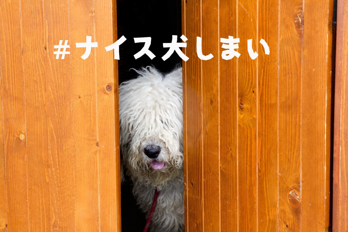 台風19号で「#ナイス犬しまい」が拡散！ペットの避難意識の変化