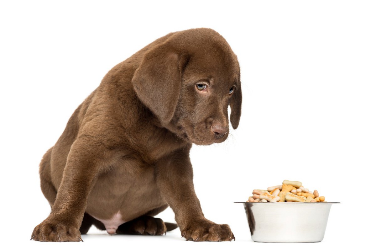犬が『このご飯キライ』と伝えている時のサイン４つ！よく見せる仕草や行動、改善方法とは？