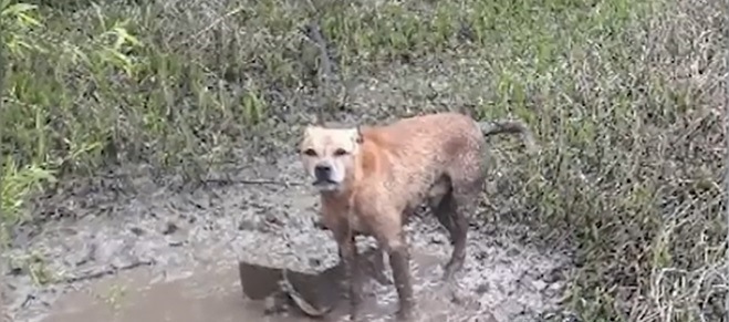 パークレンジャーが湖畔で目を疑うような状態で遺棄された犬を発見！