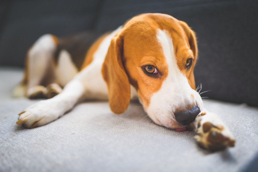 犬が自分の足を噛むのはなぜ？考えられる理由と対処法を紹介
