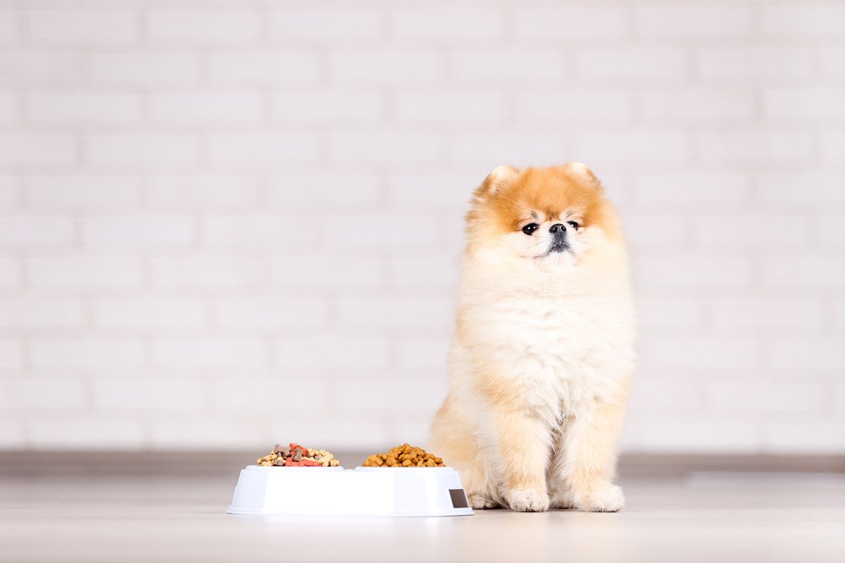 犬がご飯を食べてくれない…主な4つの原因とやるべき対策