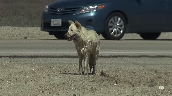 気温40℃…乾燥した平野を数ヵ月さまよった犬を保護