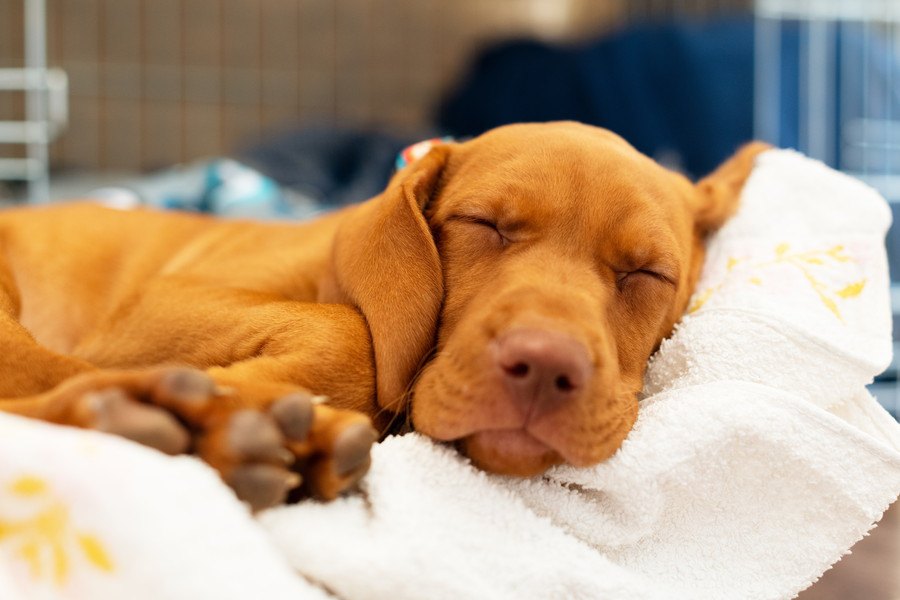 犬が寝ているときに『しっぽを振る』心理３選