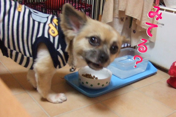 犬がご飯を食べない反抗期の簡単な対処法！食べるのが嬉しくなる方法！
