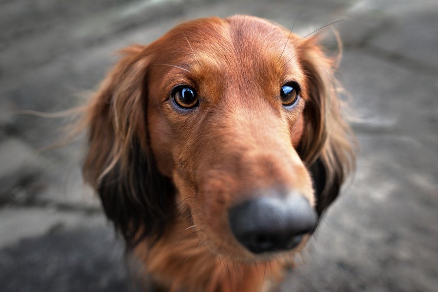 犬が人のおしりを嗅いでくる心理３つ！良い意味？それとも悪い意味？