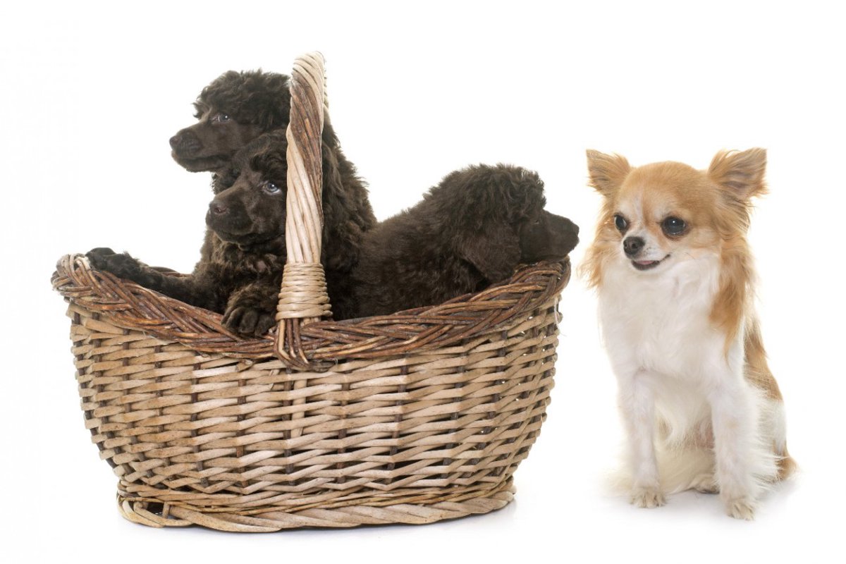 『体臭が少ない犬種』４選！飼う時に注意すべきポイントは？