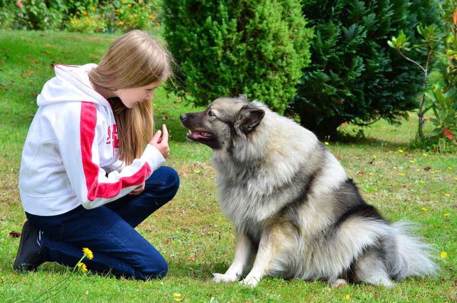 愛犬とアイコンタクトをとる重要性と身につける方法