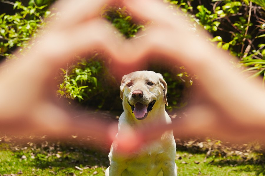 犬は人間を見る時に顔よりも『手と腕』に注目する傾向があるという研究結果
