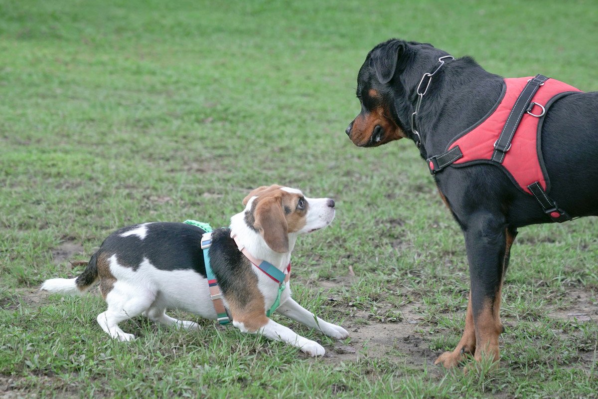 『他の犬との遊びが苦手』な犬の特徴3選！上手に遊ばせる方法を解説