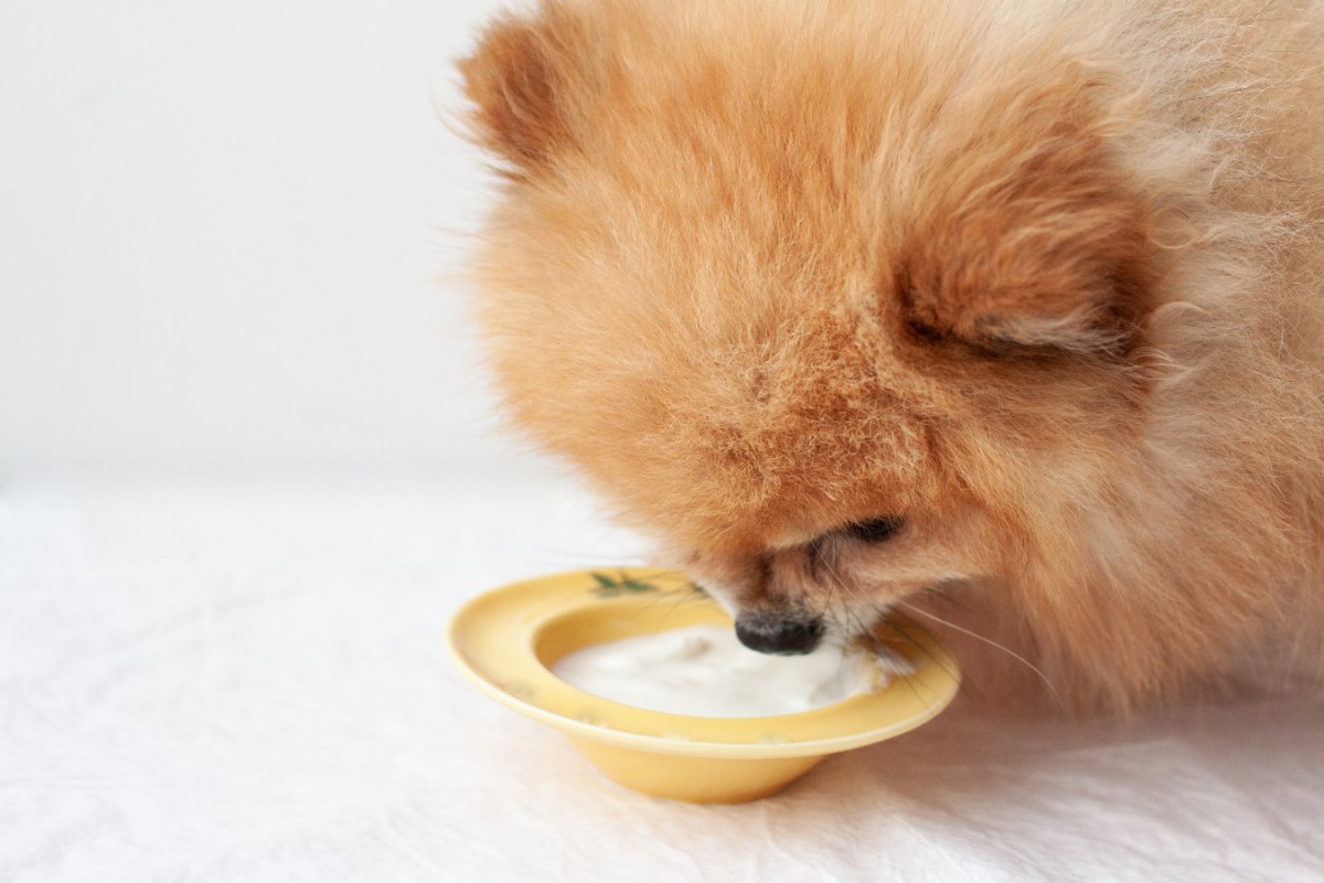 愛犬の免疫力を高くする「食材」5選！普段の食事に取り入れたい食べ物と与え方を解説