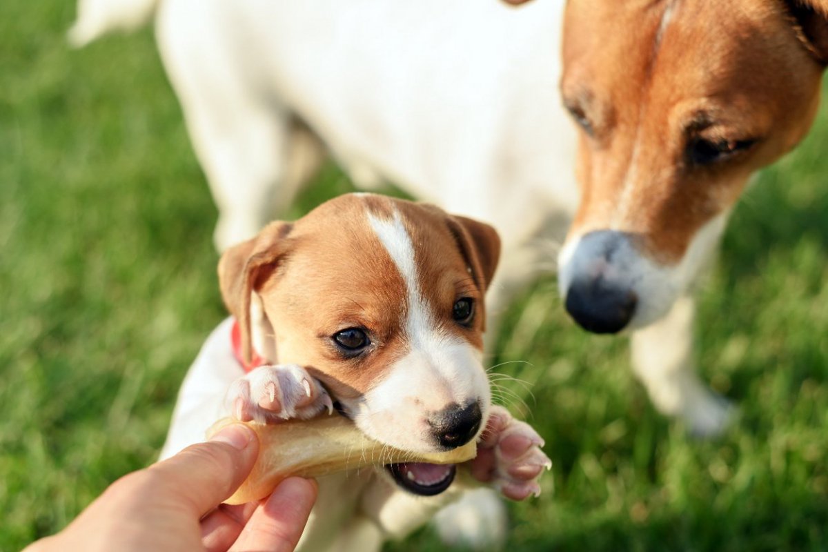 犬に『カルシウム』が絶対必要な理由5つ！成長にあわせた与え方や注意点に「食事内容見直してみよう」