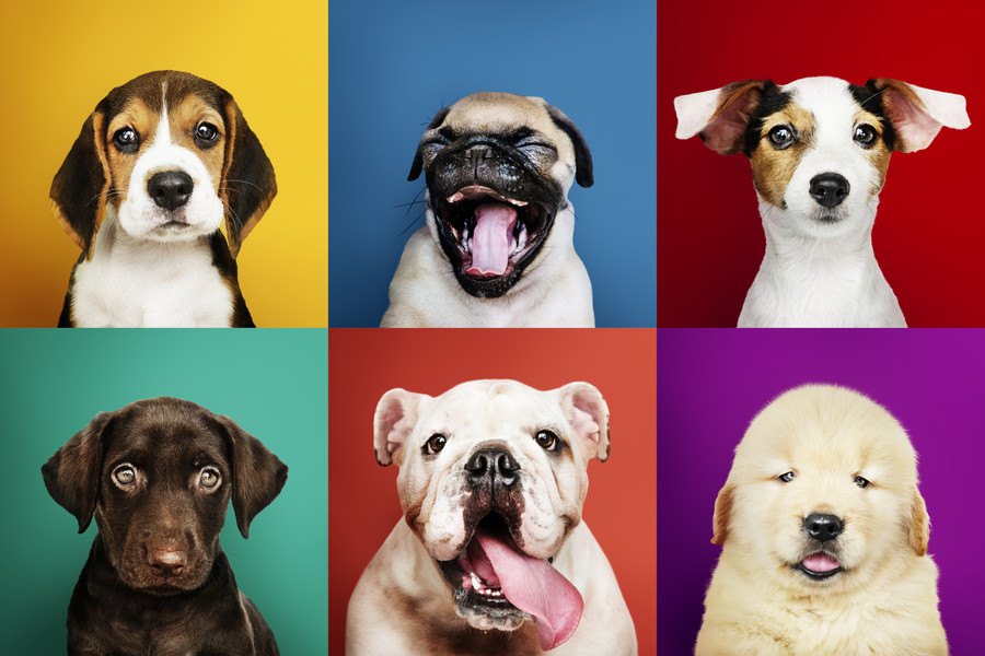 犬は「犬と犬以外の動物」の違いを見分けられるか？という研究結果