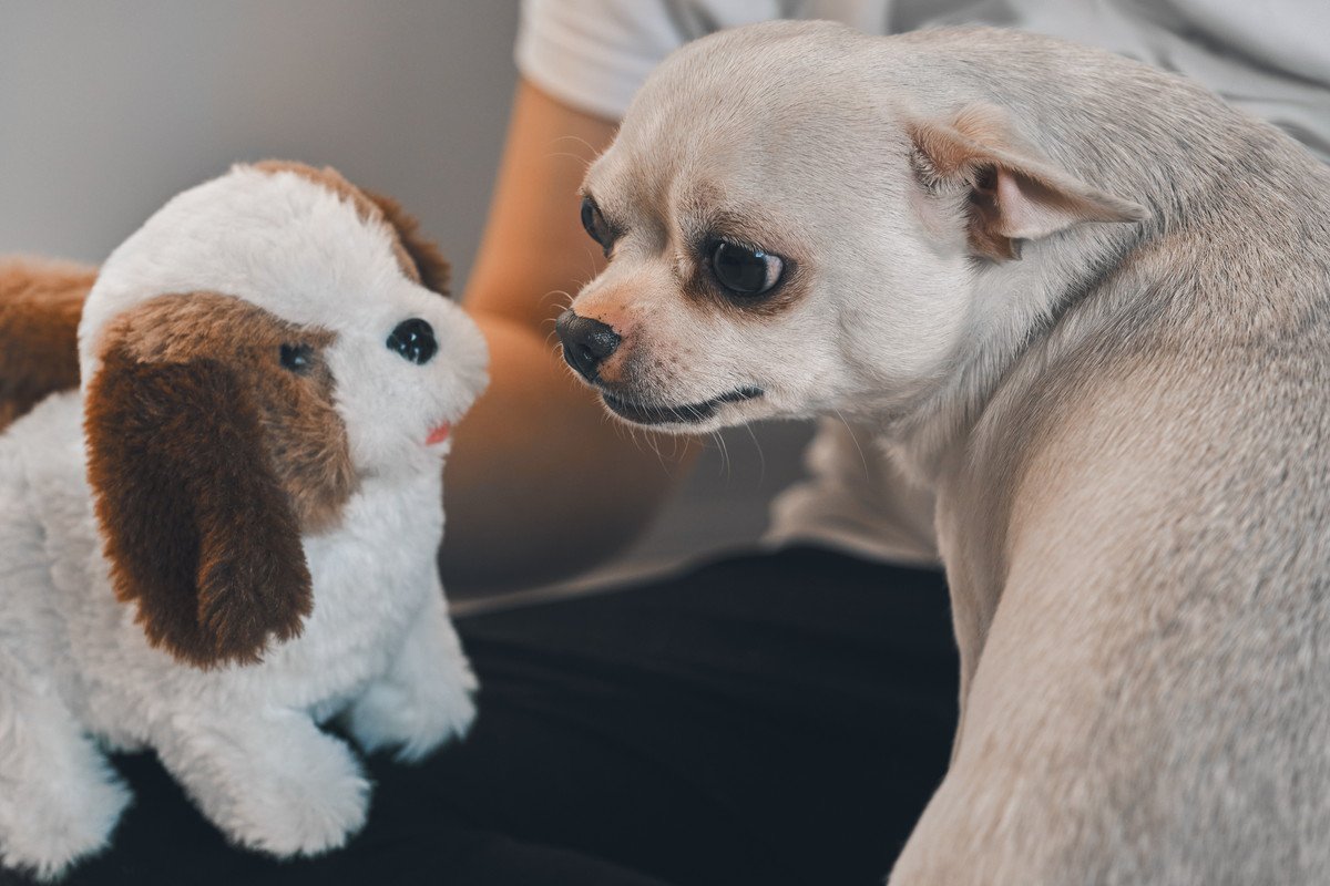 犬がおもちゃに唸るのはなぜ？やめさせるべき？3つの理由と適切な対応策を解説