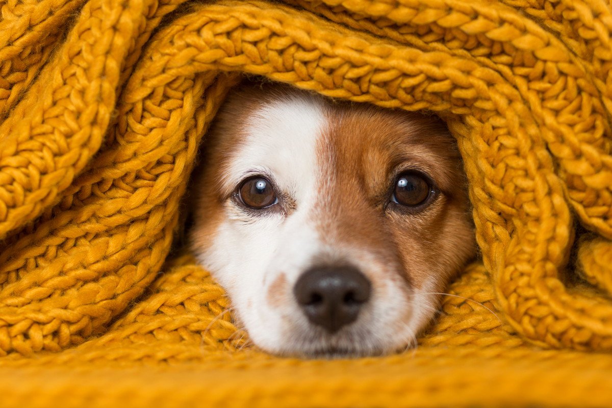 犬は寒いのが苦手？　快適な室温と対策に「犬種や年齢も意識しないとな」「日々観察して見極めよう」