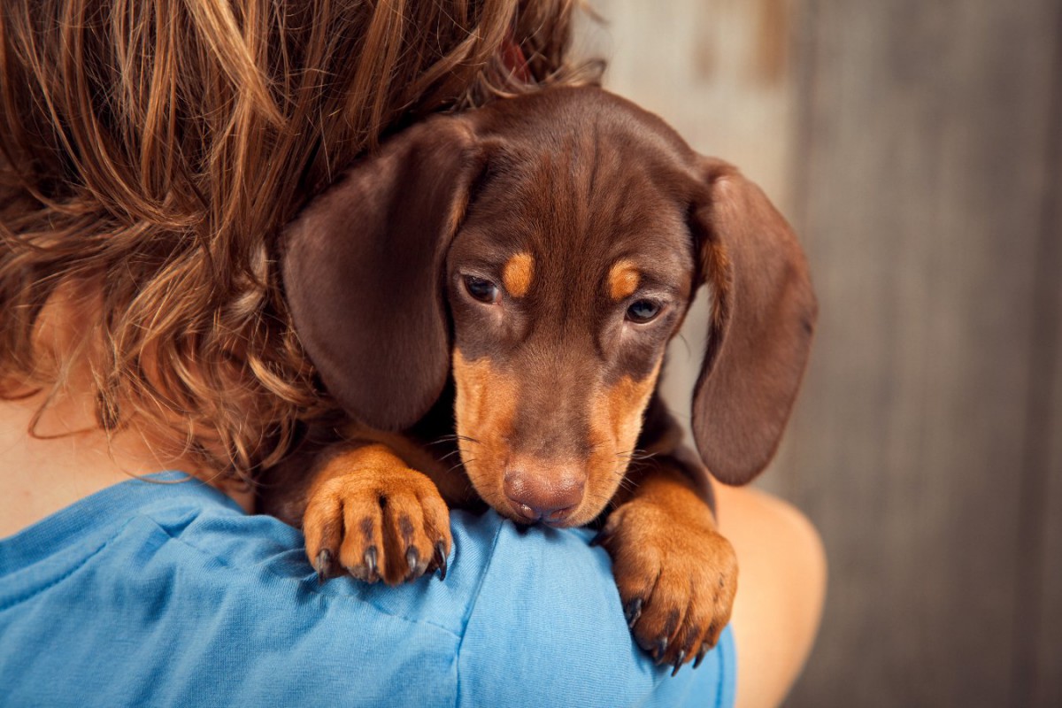 英国動物保護団体が実施しているDV被害者の愛犬を預かるサービス