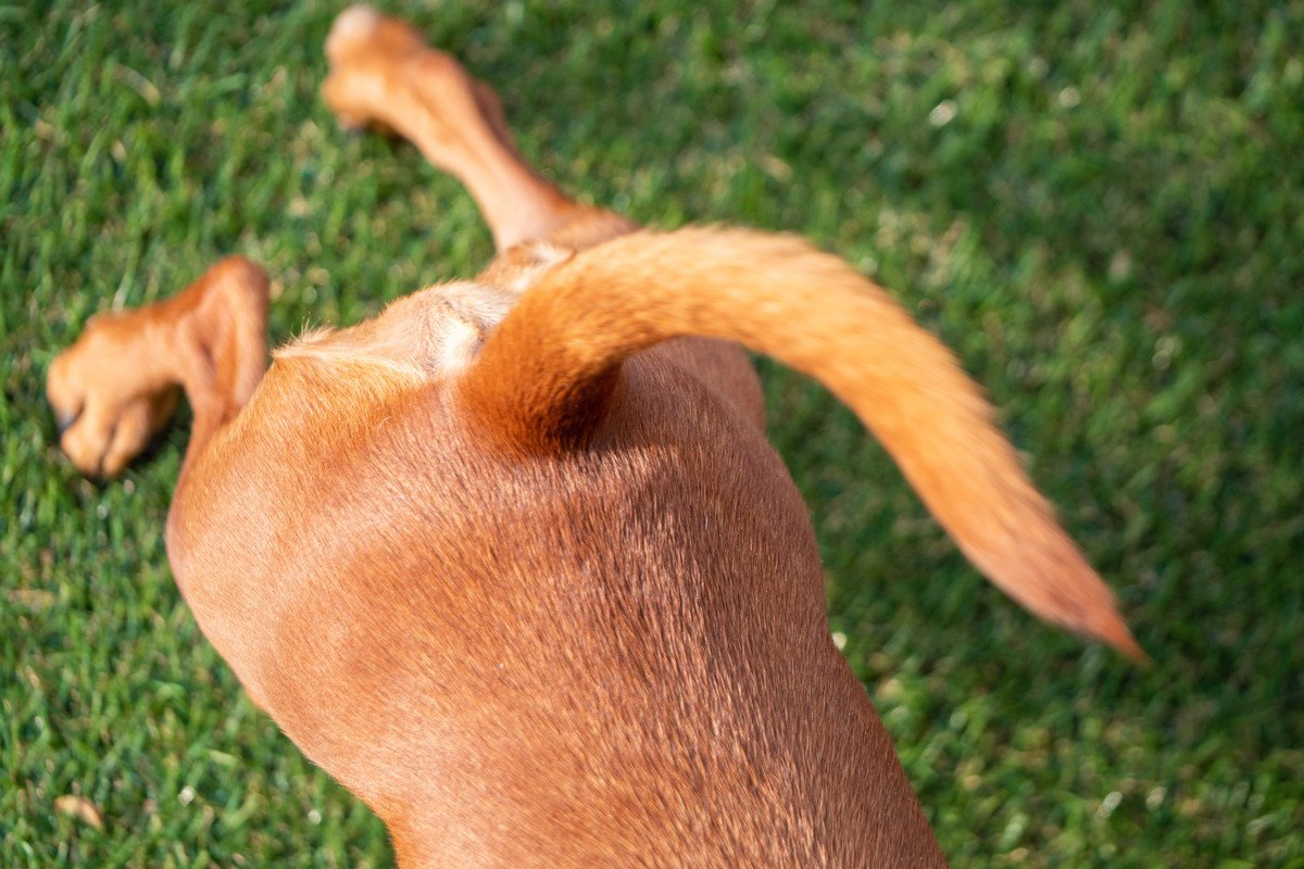 犬がしっぽをゆっくりと振っている時の心理とは？4つの理由を解説