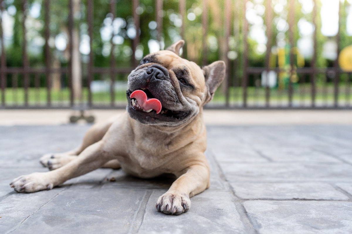 犬が亡くなる可能性が高い『夏のトラブル』5選　暑い季節ならではの危険性とやるべき対策