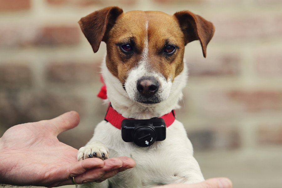 犬の無駄吠えを防止する方法や防止用首輪のおすすめと注意点