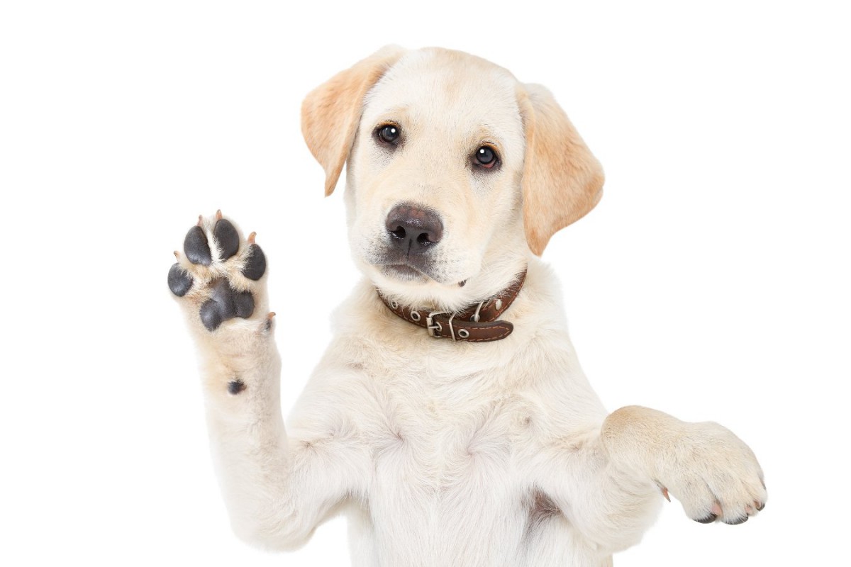 飼い主が右利きか左利きかは犬にも影響するだろうかという調査結果