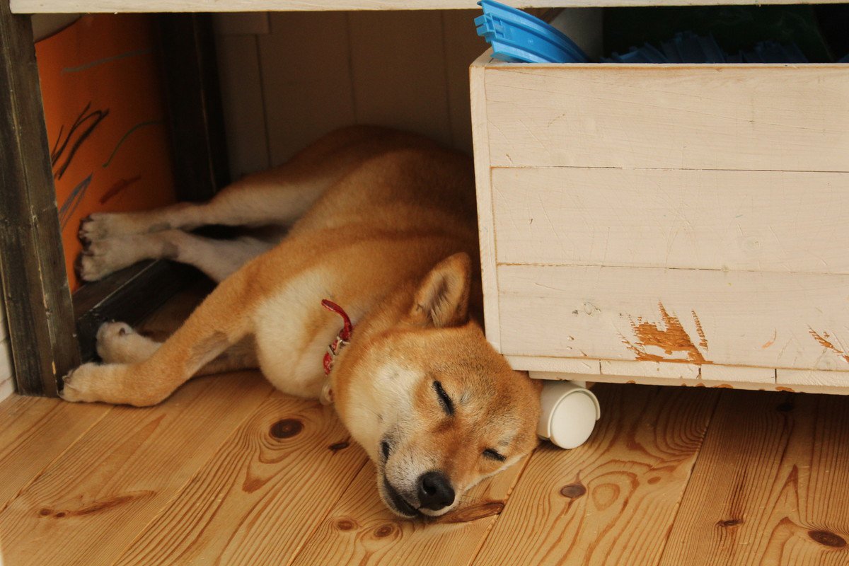 犬が家具の下に隠れている時の心理とは？4つの理由と意識すべき接し方