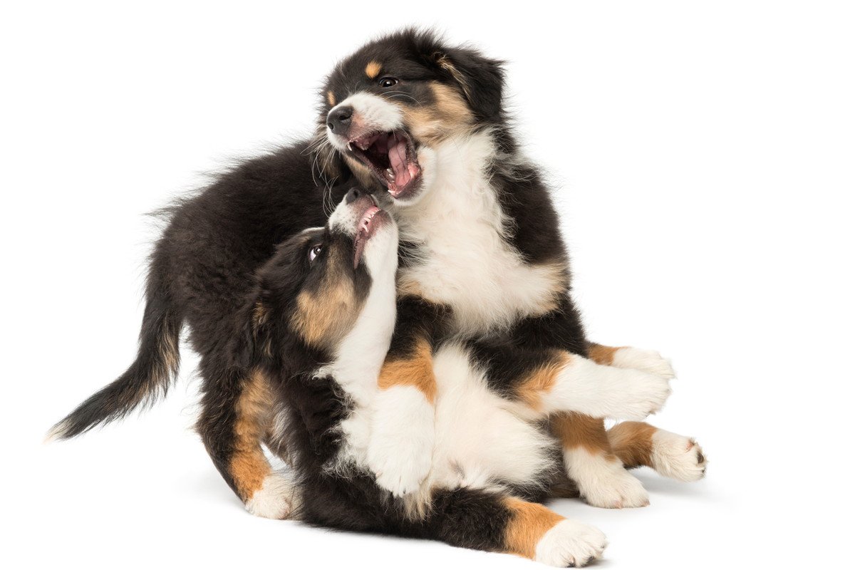 犬同士が喧嘩をするのはなぜ？4つの原因や心理、飼い主がすべき対応とは？