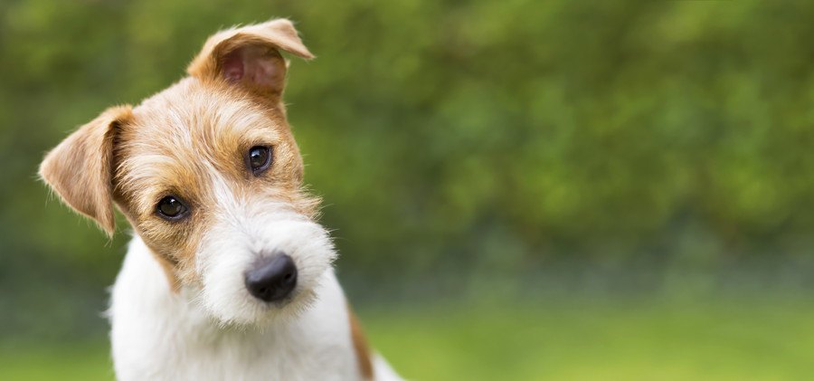 犬の耳から液体が出た！考えられる病気と治療方法