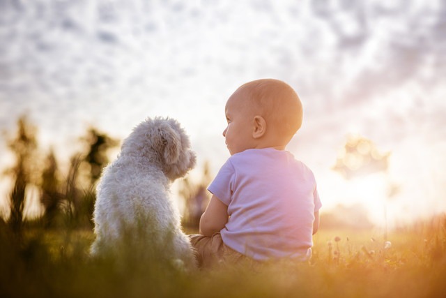 犬と赤ちゃんが共同生活をするメリット