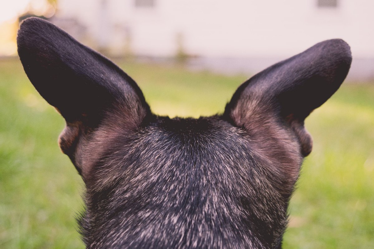 断耳禁止の英国で、断耳済みの犬の割合を調査した結果