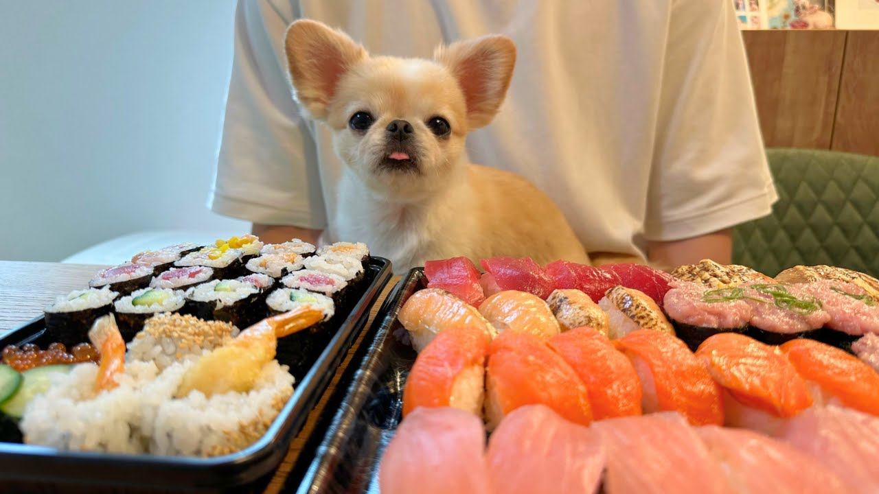 犬と『お寿司パーティー』開催してみたら…なぜかお皿を守っちゃう姿が2万9000再生を突破「笑った」「ガウガウほんまに可愛い」